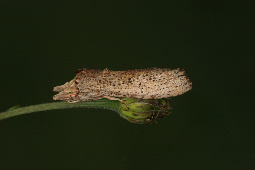 Nystalea collaris