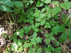 Fragaria vesca vesca