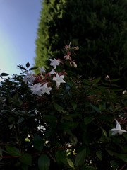 Abelia × grandiflora