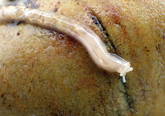 Leptosynapta dolabrifera