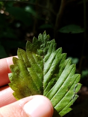 Fragaria vesca vesca