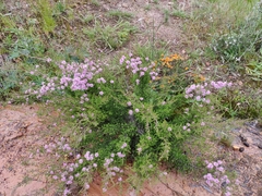 Kunzea parvifolia