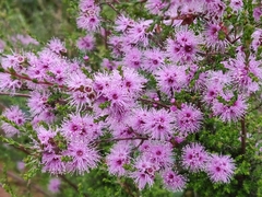 Kunzea parvifolia