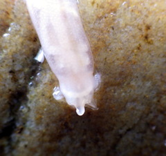 Leptosynapta dolabrifera