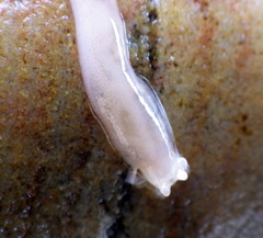 Leptosynapta dolabrifera