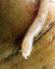 Leptosynapta dolabrifera