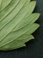 Fragaria vesca vesca