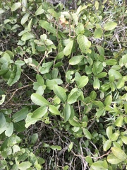Daphnopsis racemosa