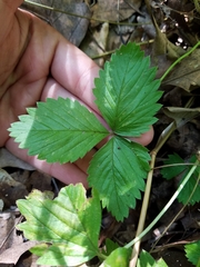 Fragaria vesca vesca