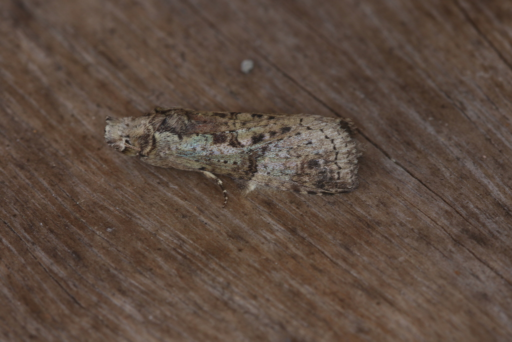 Tachuda lophocera