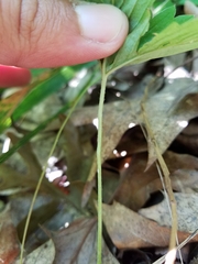 Fragaria vesca vesca