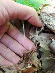 Fragaria vesca vesca