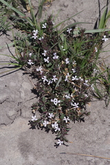 Dyschoriste setigera