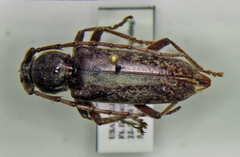 Elaphidion linsleyi