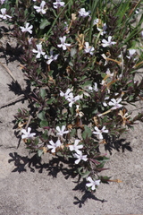 Dyschoriste setigera