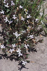 Dyschoriste setigera