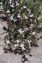 Dyschoriste setigera