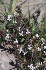 Dyschoriste setigera