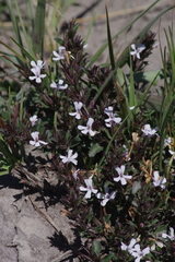 Dyschoriste setigera