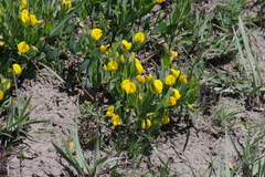 Rafnia elliptica