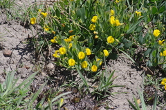 Rafnia elliptica