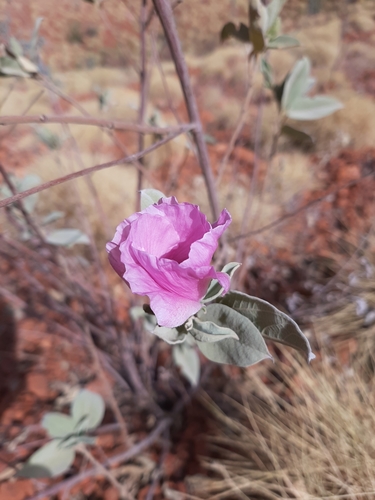 Image of Australian Desert Rose (Gossypium australe) by (c) Tim Hammer, some rights reserved (CC BY)
