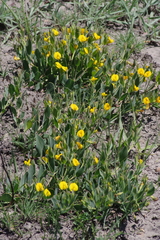 Rafnia elliptica