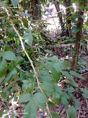 Aegle marmelos