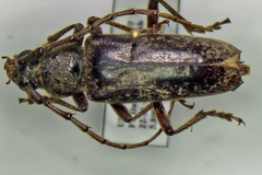 Elaphidion linsleyi