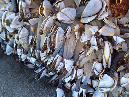 photo of Pelagic Gooseneck Barnacle (Lepas anatifera)