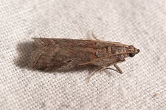Acrobasis bithynella
