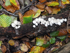 Fungi
