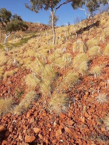 Image of Ptilotus calostachyus by (c) Tim Hammer, some rights reserved (CC BY)