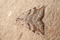Aplocera efformata