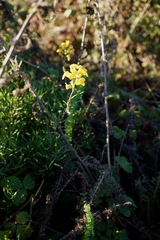 Erysimum suffrutescens