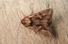 Dryobotodes tenebrosa