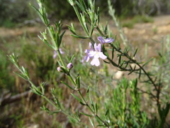 Westringia eremicola