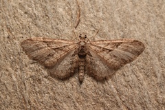 Eupithecia oxycedrata