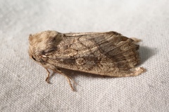 Gortyna xanthenes