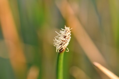 Eleocharis limosa