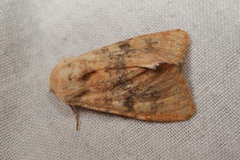 Polymixis argillaceago