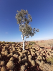 Eucalyptus leucophloia