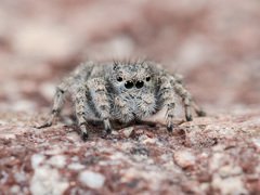 Aelurillus dubatolovi