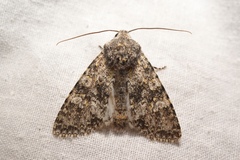 Polymixis xanthomista