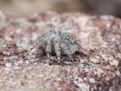 Aelurillus dubatolovi