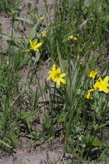 Bobartia macrocarpa