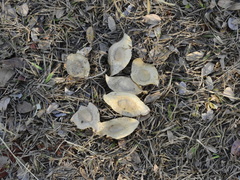 Pterodon emarginatus