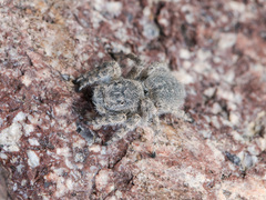 Aelurillus dubatolovi