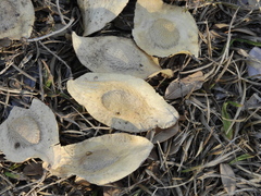 Pterodon emarginatus