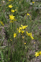 Bobartia macrocarpa